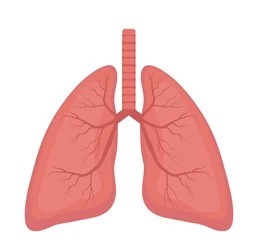 Lungs